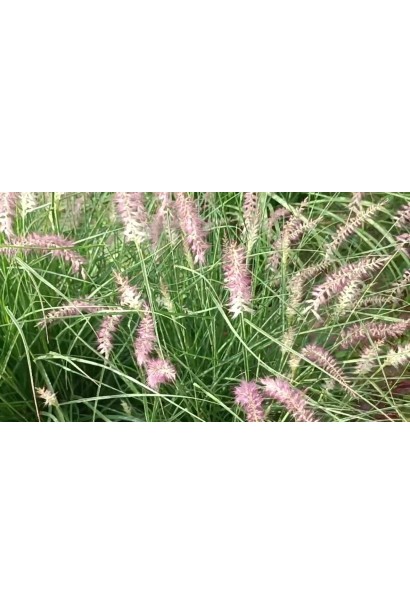 М`які, рожево-пурпурові волоті до 20 см довжиною